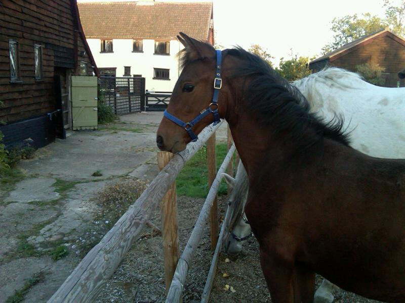 Valley Farmhouse, Westhall Redisham Bagian luar foto